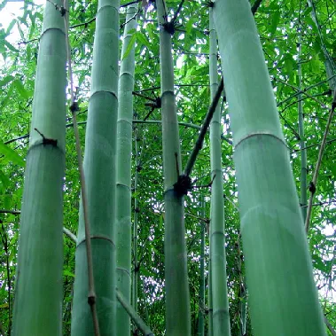 集團(tuán)全力助推廣西賀州昭平縣委托招商引資，助力產(chǎn)業(yè)蝶變升級(jí)！