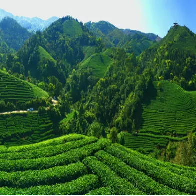 集團(tuán)全力助推廣西賀州昭平縣委托招商引資，助力產(chǎn)業(yè)蝶變升級(jí)！